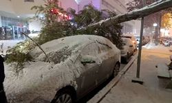 Park halindeki araçların üzerine ağaç devrildi