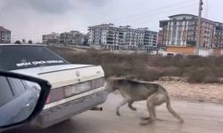Vicdansız; Köpeği aracın arkasına bağlayarak seyretti