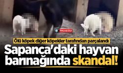 Sapanca'daki hayvan barınağında skandal! Ölü köpek diğer köpekler tarafından parçalandı