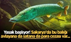 Yasak başlıyor! Sakarya'da bu balığı avlayana da satana da para cezası var...