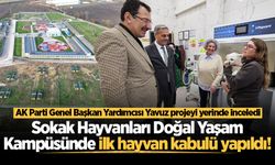 Sokak Hayvanları Doğal Yaşam Kampüsünde ilk hayvan kabulü yapıldı! Yavuz projeyi yerinde inceledi