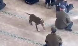 Camide pitbull paniği