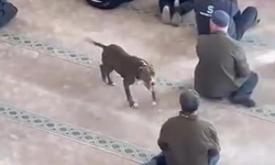 Camiye giren pitbull yakalandı, sahibine işlem yapıldı