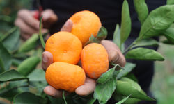 Tarlada 2 lira markette, pazarda 30-50 lira