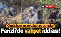 Ferizli'de vahşet iddiası! "Ölmüş hayvanları çukurlara atmışlar"