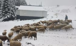 Akyazı Yanık Yaylası’nda kartpostallık görüntüler…