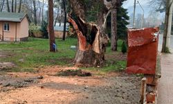 Asırlık ağacın dalı koptu