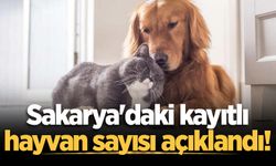 Sakarya'daki kayıtlı hayvan sayısı açıklandı!