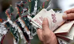 Zirai dondan etkilenen Sakarya çiftçisine 371 milyon liralık destek