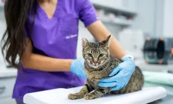 Kış aylarında evcil hayvanlarda solunum yolu hastalıkları arttı