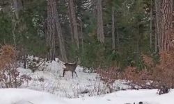 Yiyecek arayan yaban hayvanları karlı yollara indi
