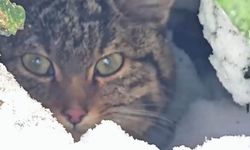 Karlar arasında yaban kedisi görüntülendi