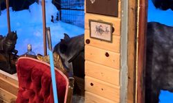 Yılkı atları evine kadar geldi