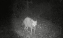 Kurt ve çakal görüntülendi