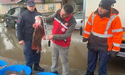 Kaçak avcılık operasyonunda 500 kalkan balığına el konuldu