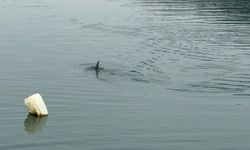 Yunus kurtarma operasyonu