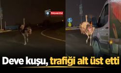 Deve kuşu, trafiği alt üst etti