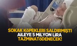 Köpeklerin saldırdığı çocuğun ailesi 5 milyon lira tazminat kazandı