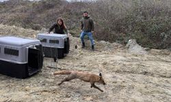 Gölya’da tedavi edilen yaban hayvanları doğal yaşam alanlarına salındı