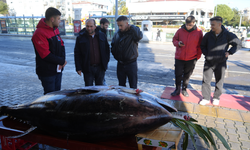 Karadeniz’de 353 kiloluk dev orkinos avlandı