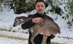 Yaralı karacanın hayatını kurtardı