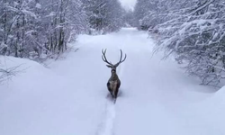 Karların arasında süzülen kızıl geyik görüntülendi