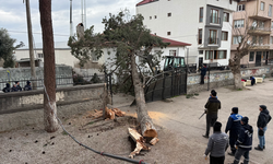 Dev ağaç okul bahçesine devrildi