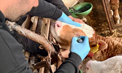 Brucella’ya karşı aşılama yapılıyor