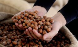 Fındıkta en fazla işlem Sakarya’da yapıldı