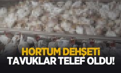 Hortum Felaketi: Tavuk çiftliği zarar gördü