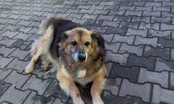 Tasması sürekli çalınan köpeği için boynuna bu mektubu astı!