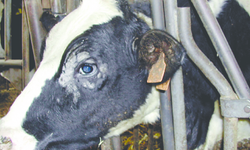 Veteriner Hekim Mustafa Yıldız’dan üreticilere kritik uyarı