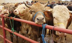 Türkiye'deki büyükbaş hayvan sayısı açıklandı