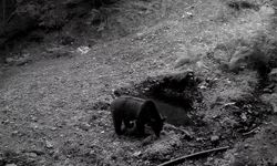 Yaban hayatı fotokapanlarla görüntülendi