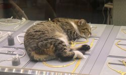 Altınların bekçisi "Şaziye", esnafı her sabah kapıda karşılıyor