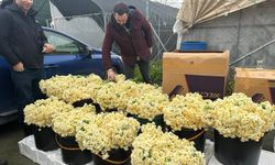 Kırmızı gülü yağış vurdu: Kenya ve Uganda gülleri revaçta