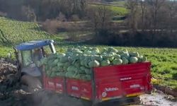 Çiftçinin zor anları... Çamura saplanan lahana yüklü römork güçlükle çıkarıldı