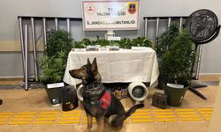 Yalova’da evi uyuşturucu serasına çeviren 2 zanlı tutuklandı