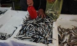 Limandan 500 ton hamsi çıktı