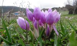 Baharın müjdecisi çiğdemler çiçek açtı