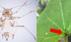 Yeni bir böcek türü keşfedildi