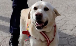 Jandarmanın hassas burnu "Medyum" 10 yıllık mesaisini tamamladı