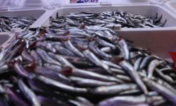 Taze hamsi döndü, vatandaş pazara koştu