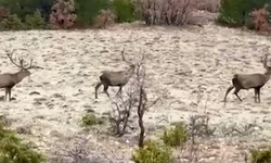 Koruma altındaki kızıl geyikler görüntülendi
