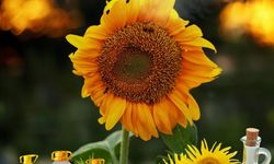 İl Müdürü Baş: "Yağlı tohumların geliştirilmesi stratejik önceliğimizdir"