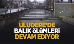 Uludere'deki balık ölümleri endişe oluşturdu