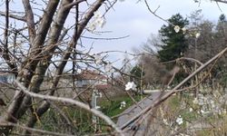 Yalancı bahar aldattı, erik ağaçları çiçek açtı