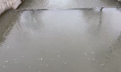 Uludere Çayı'nda balık ölümleri tedirgin etti