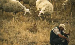 Veteriner Hekim Yıldız: “Meralar ve çobanlar hayvancılığın geleceği için hayati öneme sahip”