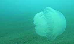 Dev denizanası görüntülendi